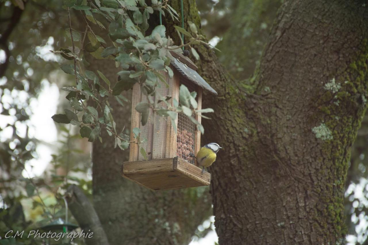 Santolines En Provence Bed & Breakfast Piolenc ภายนอก รูปภาพ